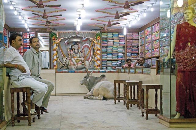 Cow-in-tailoring-shop1.jpg