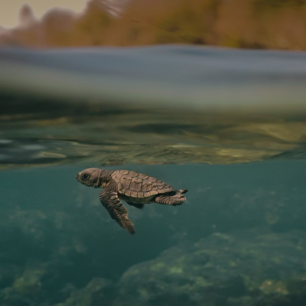 The endangered sea turtle